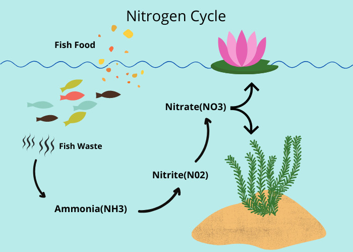 Freshwater Nitrogen Cycle